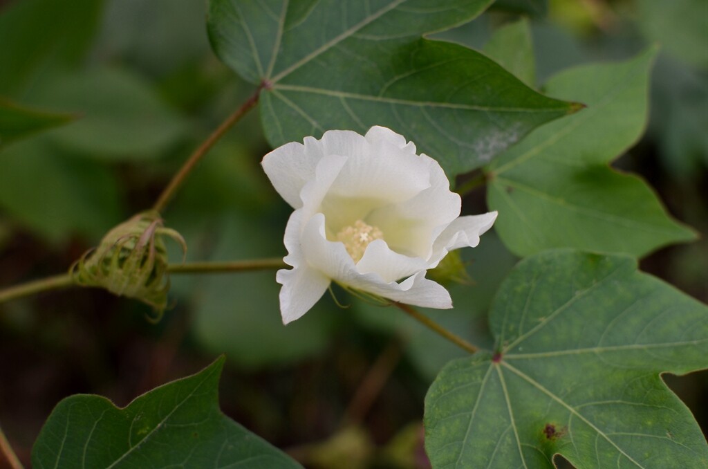 棉花花·棉花